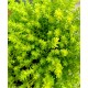 Седум (Sedum acre Aureum )